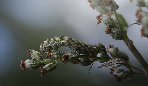 Bynke-Htteugle, Cucullia absinthii larve p Grbynke, Artemisia vulgaris. Asserbo, Nordsjlland d. 28 august 2015. Fotograf; Lars Andersen