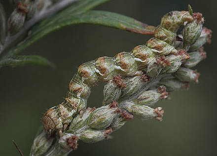 Bynke-Htteugle, Cucullia absinthii larve p Grbynke, Artemisia vulgaris. Asserbo, Nordsjlland d. 28 august 2015. Fotograf; Lars Andersen