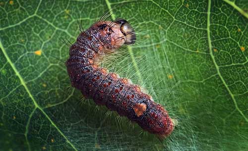 Poppelugle, Acronicta megacephala.  Arrenakke, Nordsjlland d. 28 august 2015. Fotograf; Lars Andersen