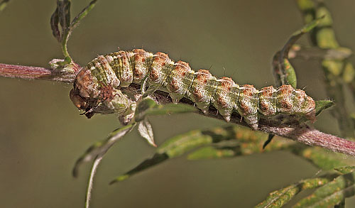 Bynke-Htteugle, Cucullia absinthii larve. H/F Snderbro, Amager Flled d. 2 september 2015. Fotograf; Lars Andersen