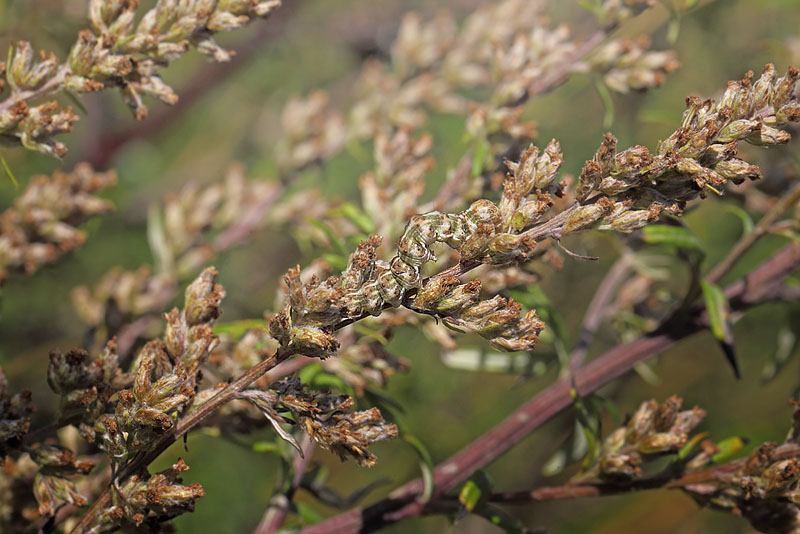 Bynke-Htteugle, Cucullia absinthii larve p Grbynke, Artemisia vulgaris. Hundested, Nordsjlland d. 7 september  2015. Fotograf; Lars Andersen