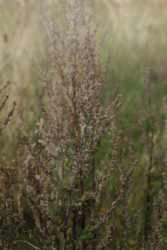 Bynke-Hætteugle, Cucullia absinthii larve på Gråbynke, Artemisia vulgaris. Naturlegeplads Himmelhøj, Ørestaden,Vestamager d. 9 september 2015. Fotograf; Lars Andersen