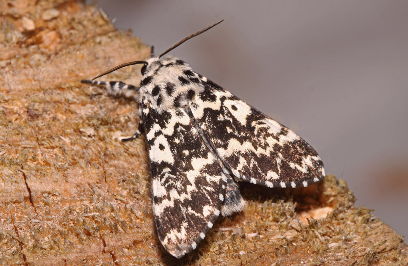 Nonneugle, Panthea coenobita. Arrenakke, Nordsjlland, Danmark d. 7 august 2015. Fotograf; tHenrik S. Larsen