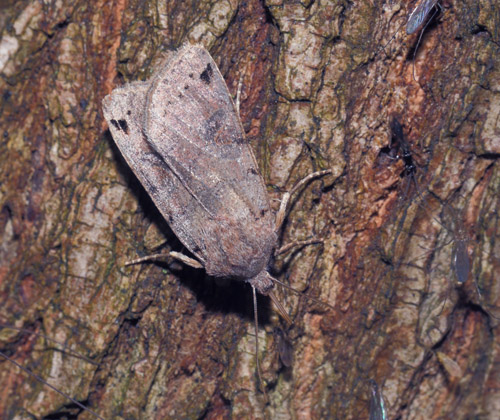 Kantplettet Jordfarveugle, Agrochola litura. Onterød Skov, Midtsjælland d. 18 september 2015. Fotograf; Lars Andersen