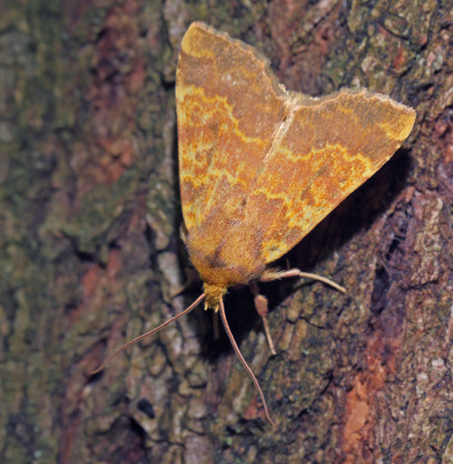 Guldugle, Tiliacea aurago. Onterd Skov, Midtsjlland d. 18 september 2015. Fotograf; Lars Andersen