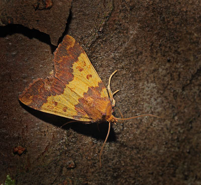 Guldugle, Tiliacea aurago. Onterd Skov, Midtsjlland d. 18 september 2015. Fotograf; Lars Andersen