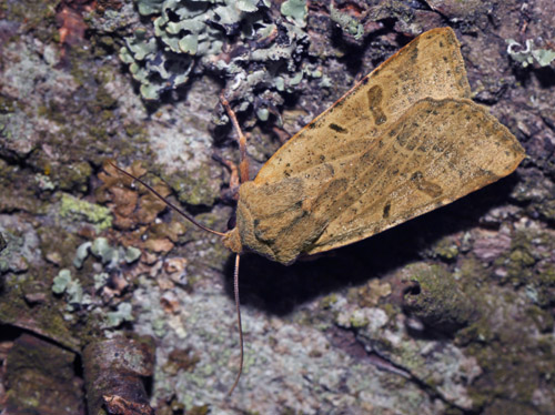 Foranderlig Jordfarveugle, Agrochola lychnidis. Onterød Skov, Midtsjælland d. 18 september 2015. Fotograf; Lars Andersen