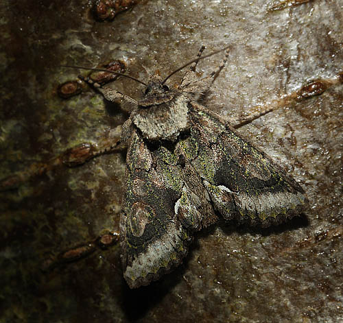 Tjrneugle, Allophyes oxyacanthae. Onterd Skov, Midtsjlland d. 18 september 2015. Fotograf; Lars Andersen