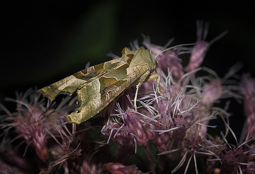 Agatugle, Phlogophora meticulosa. Onterd Skov, Midtsjlland d. 18 september 2015. Fotograf; Lars Andersen