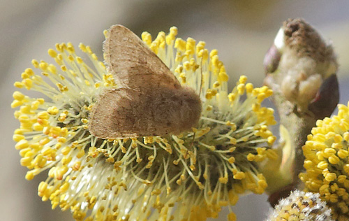 ille Forrsugle, Orthosia cruda. Pinseskoven, Vestamager d. 5 april 2015. Fotograf; Lars Andersen