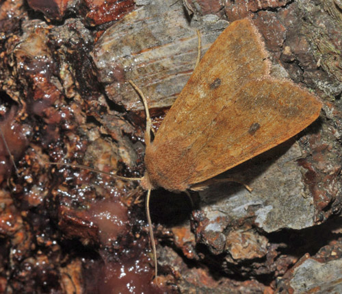 Cirkel-Jordfarveugle, Sunira circellaris. Arrenakke, Nordsjælland d. 20 oktober 2015. Fotograf; Lars Andersen