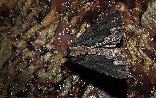Mørk Skræppeugle, Dypterygia scabriuscula.  Arrenakke d. 5 august 2015. Fotograf; Lars Andersen