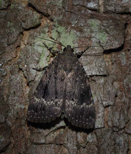 Pyramideugle, Amphipyra pyramidea. Arrenakke d. 5 august 2015. Fotograf; Lars Andersen