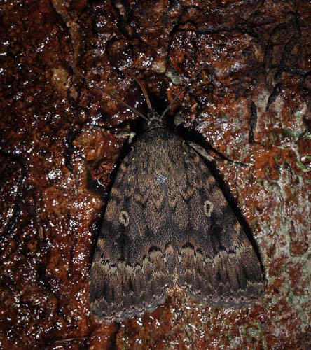 Pyramideugle, Amphipyra pyramidea. Arrenakke d. 5 august 2015. Fotograf; Lars Andersen