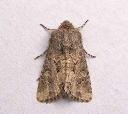 Frøgræsugle, Luperina testacea. Bjerget, Lolland, Danmark d. 13 september 2015. Fotograf; Claus Grahndin