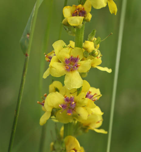 Mrk Kongelys, Verbascum nigra. Lolland d. 12 august 2015. Fotograf; Lars Andersen. 