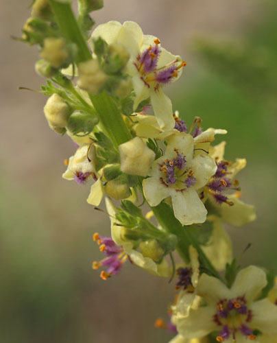 Mrk Kongelys, Verbascum nigra. Lolland d. 12 august 2015. Fotograf; Lars Andersen. 