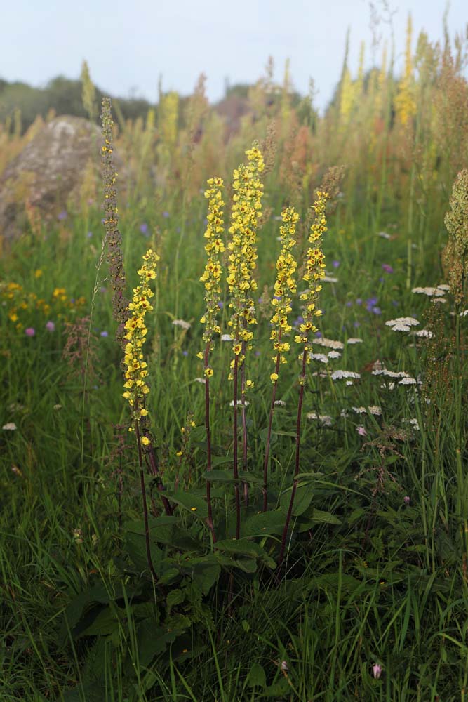 Mrk Kongelys, Verbascum nigra. Lolland d. 12 august 2015. Fotograf; Lars Andersen. 