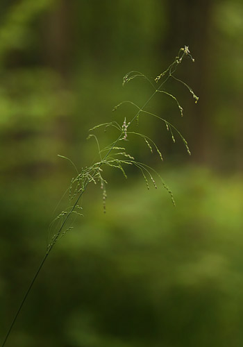 Miliegrs, Milium effusum. Storskov v. Sholt d. 22 maj 2015. Fotograf; Lars Andersen