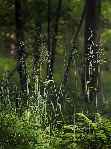 Miliegrs, Milium effusum. Storskov v. Sholt d. 23 maj 2015. Fotograf; Lars Andersen