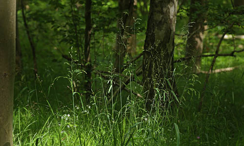 Miliegrs, Milium effusum. Storskov v. Sholt d. 23 maj 2015. Fotograf; Lars Andersen