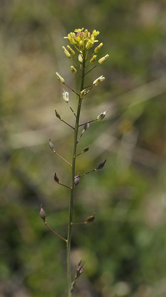 Smskulpet Dodder, Camelina microcarpa. Rsns d. 24 maj 2015. Fotograf; Lars Andersen