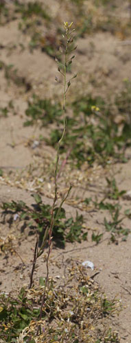 Smskulpet Dodder, Camelina microcarpa. Rsns d. 24 maj 2015. Fotograf; Lars Andersen