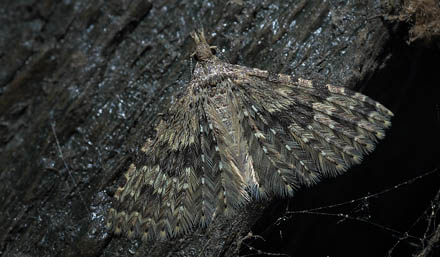 Mangefingret Fjerml, Alucita hexadactyla.  Arrenakke d. 5 august 2015. Fotograf; Lars Andersen