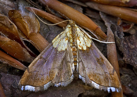 Agrotera nemoralis som lever på Avnbøg. Mellemskoven, Falster d. 14 maj 2015. Fotograf; Henrik Bringsøe