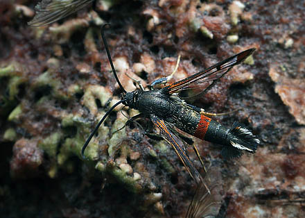 Rdtippet Glassvrmer, Synanthedon formicaeformis han. Pinseskoven d. 22 juli - 2015. Fotograf; Lars Andersen