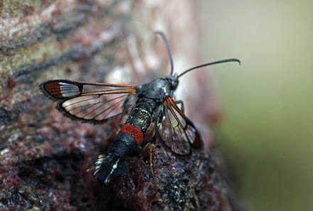 Rdtippet Glassvrmer, Synanthedon formicaeformis han. Pinseskoven d. 22 juli - 2015. Fotograf; Lars Andersen