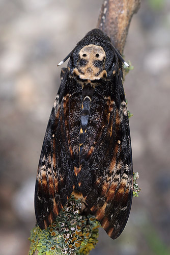 Ddningehoved, Acherontia atropos. Hyllekrog-Billitse Holme, Lolland d. 4 oktober 2015.  Finder; Rasmus Romme. Fotograf;  Allan Gudio Nielsen