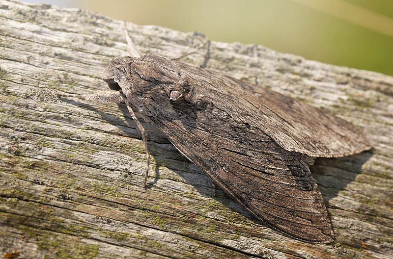 Snerlesvrmer, Agrius convolvuli hun. Gulstav Mose, det sydlige Langeland d. 22 august 2015. fotograf; Lars Andersen