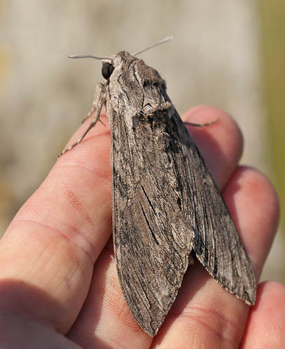 Snerlesvrmer, Agrius convolvuli hun. Gulstav Mose, det sydlige Langeland d. 22 august 2015. fotograf; Lars Andersen