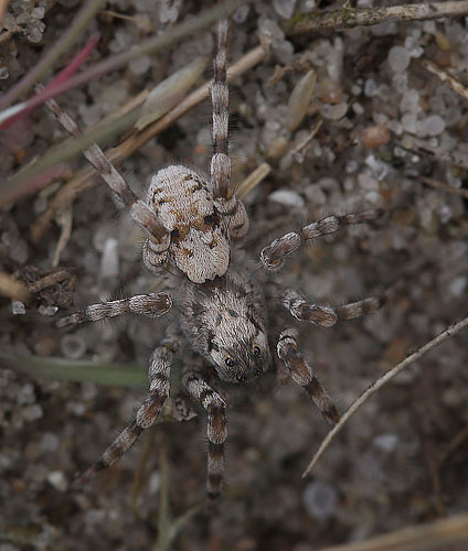 Klitgraveedderkop, Arctosa perita. Vesterlyng. Eskebjerg. Vestsjælland d. 12 september 2015. Fotograf; Lars Andersen