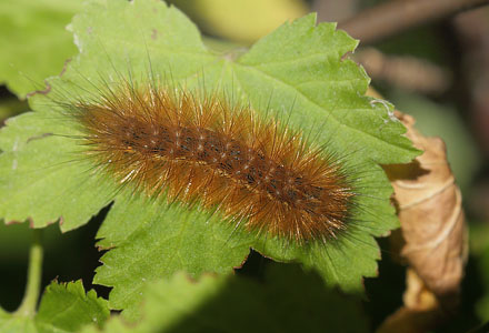Grå Tigerspinder, Diaphora mendica. larve. Auderød Skov, Nordsjælland d. 7 september 2015. Fotograf; Lars Andersen