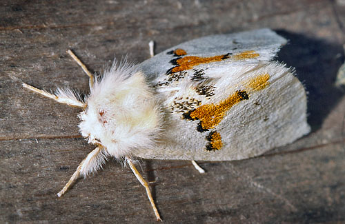 Hvid Tandspinder, Leucodonta bicoloria.  Asserbo  4 juli 2015. Fotograf: Henrik S. Larsen