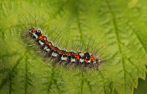 Gulhale, Euproctis similis. Skovby, Lolland d. 31 maj 2015. Fotograf; Lars Andersen