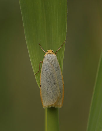 Dag-Lavspinder. Cybosia mesomella. Pinseskoven d. 24  juli 2015. Fotograf; Lars Andersen