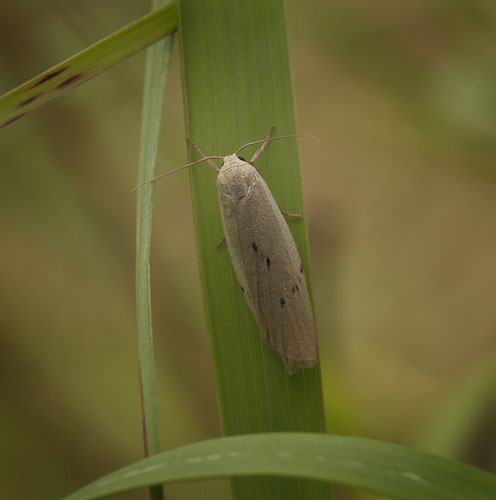 Prikket Lavspinder. Pelosia muscerda. Pinseskoven d. 24  juli 2015. Fotograf; Lars Andersen