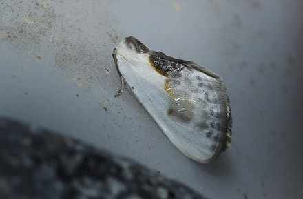 Silkevinge, Cilix glaucata. Arrenakke d. 5 august 2015. Fotograf; Lars Andersen