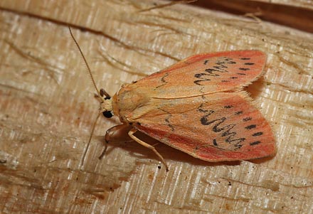 Rosenbjørn, Miltochrista miniata. Arrenakke d. 5 august 2015. Fotograf; Lars Andersen