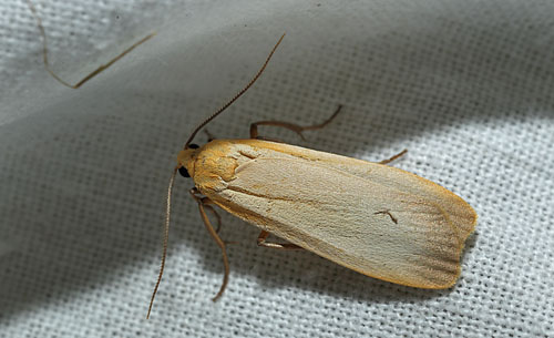 Eilema depressa . Arrenakke d. 5 august 2015. Fotograf; Lars Andersen