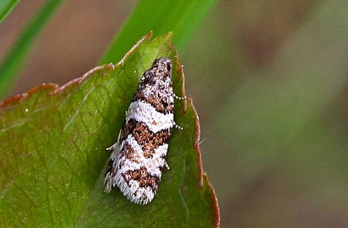 Isotrias rectifasciana. Rdbyhavn Rangerterrn, Lolland d. 24 maj 2015. Fotograf; Claus Grahndin