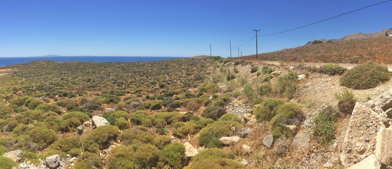 Grsjuvel, Chilades trochylus. Hra Sfkion, prov. Sfkia, Kreta, Grkenland d. 23 maj21. Fotograf; Emil Bjerregrd