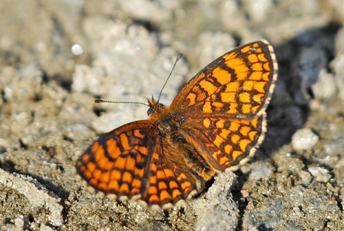 Sydvestlig Brun Pletvinge, Melitaea nevadensis (Oberthür, 1904) han. Vercana, Lake Como, Italien d. 18 august 2013. Fotograf; John Vergo