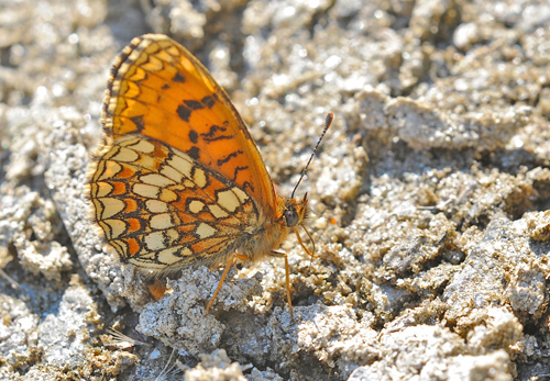 Sydvestlig Brun Pletvinge, Melitaea nevadensis (Oberthür, 1904) han. Vercana, Lake Como, Italien d. 18 august 2013. Fotograf; John Vergo