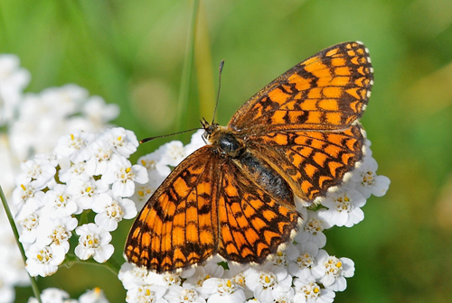 Sydvestlig Brun Pletvinge, Melitaea nevadensis (Oberthr, 1904) hun. Vercana, Lake Como. Italien d. 23 juli 2014. Fotograf; John Vergo