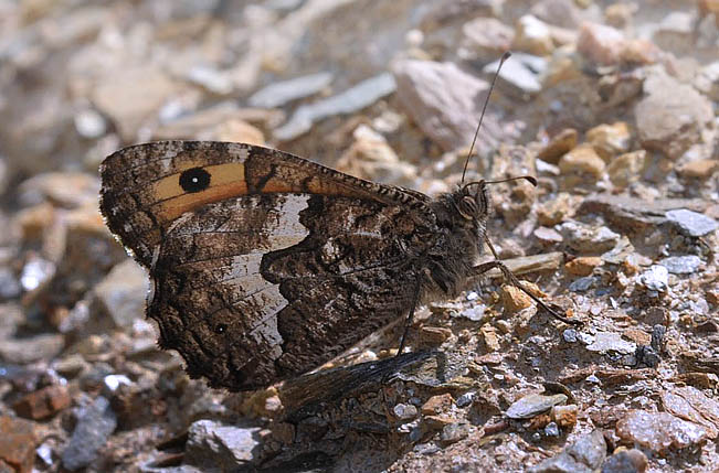 Kreta Sandrandje, Hipparchia cretica (Rebel, 1916). Zourva, Kreta, Grkenland   d. 9 juni 2010. Fotograf:; John Vergo