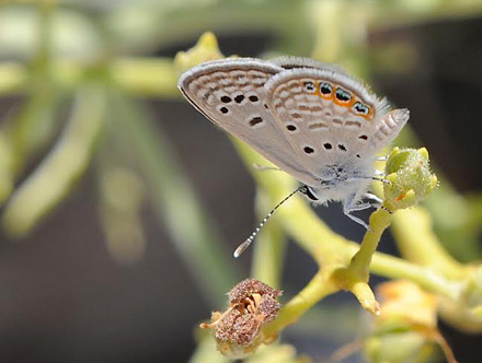 Grs-Juvel, Chilades trochylus. Sfakia, Kreta, Grkenland d. 16 juni 2013. Fotograf; John Vergo